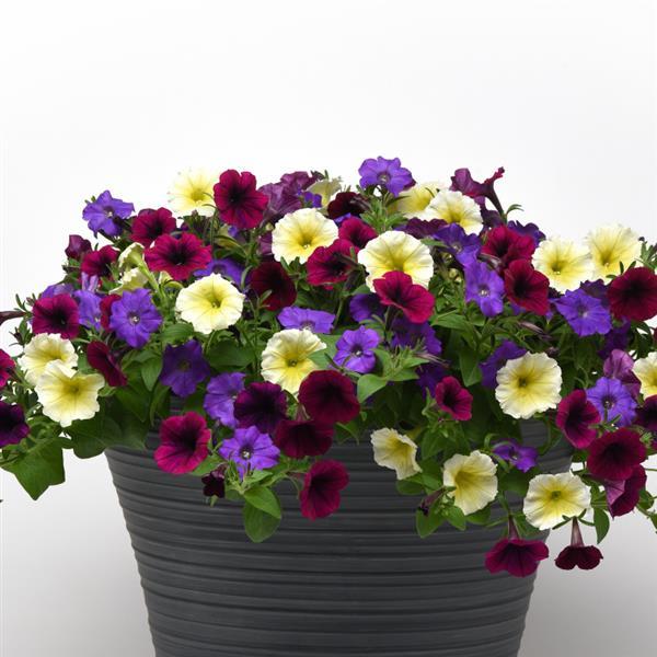 Shock Wave® Deep Purple Improved Project