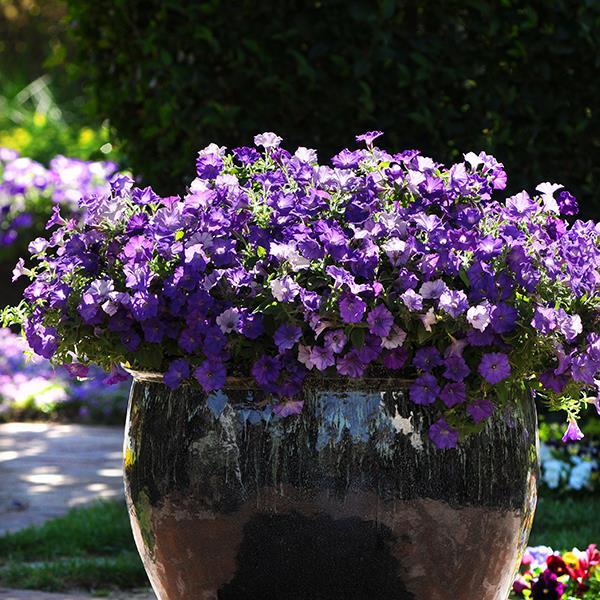 Shock Wave® Denim Container 2