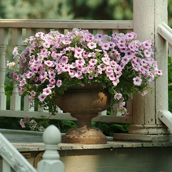 Shock Wave® Pink Vein Container 2