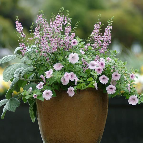 Shock Wave® Pink Vein Project