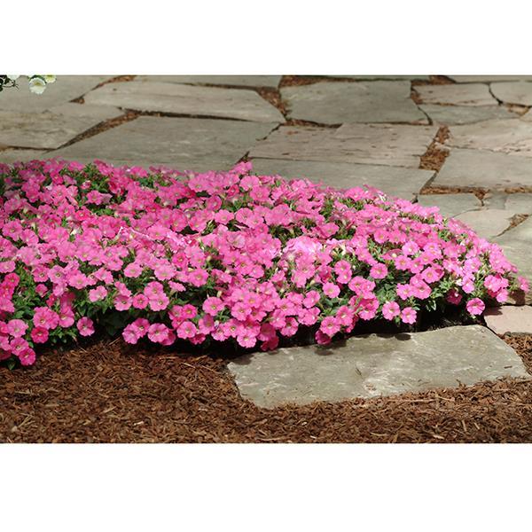 Shock Wave® Rose Landscape