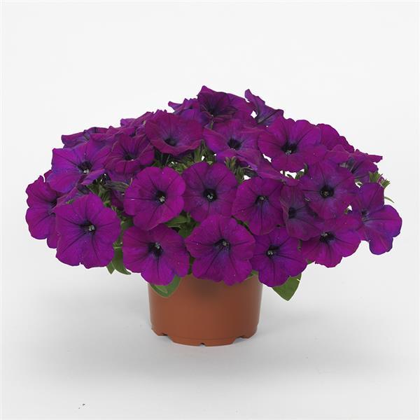 Shock Wave® Violet Container 2