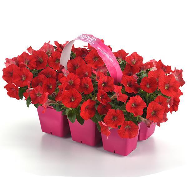 Shock Wave® Red Improved Pot