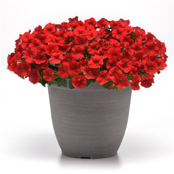 Shock Wave® Red Improved Container 1