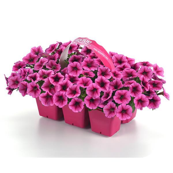 Shock Wave® Rose Vein Pot