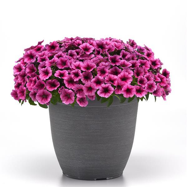 Shock Wave® Rose Vein Container 2