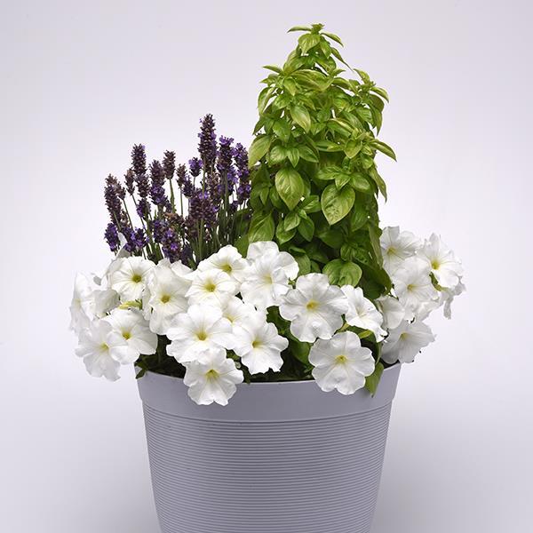 E3 Easy Wave® White Project