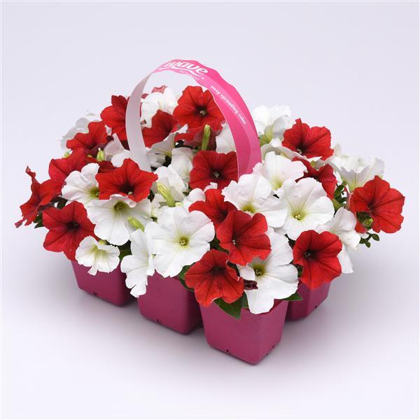 E3 Easy Wave® Peppermint Mixture Pot