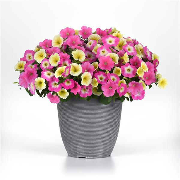 E3 Easy Wave® Sweet Taffy Mixture Container 1