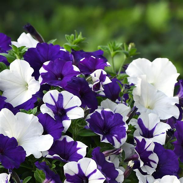 E3 Easy Wave® Déjà Vu Mixture Landscape