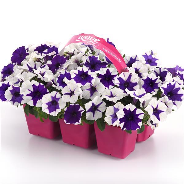 E3 Easy Wave® Midnight Marble Pot