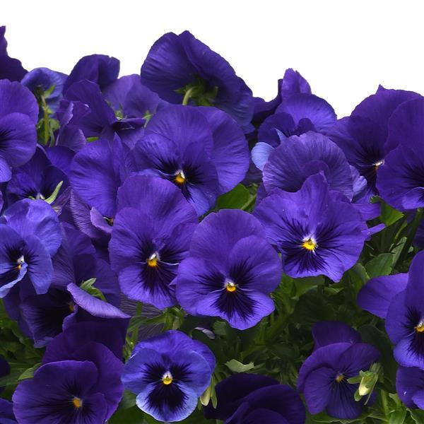 Top Wave™ Blue Blotch Landscape