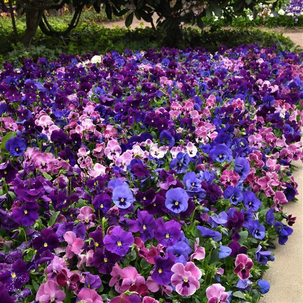 Top Wave™ Elevation Mixture Landscape