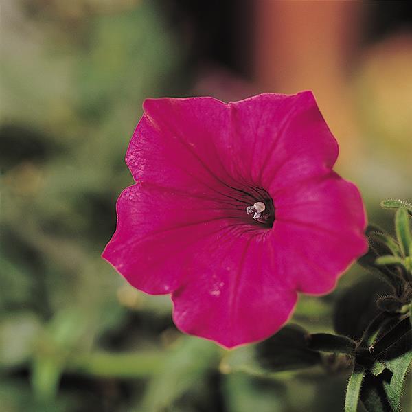 Tidal Wave Cherry