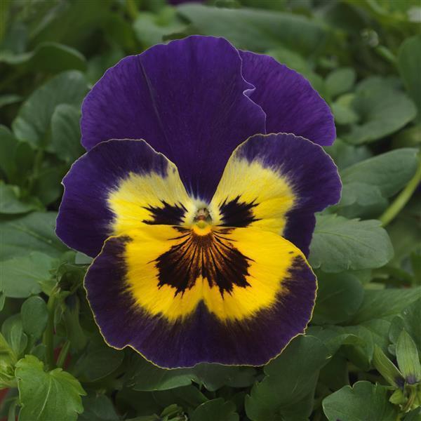 Top Wave Purple Sunburst
