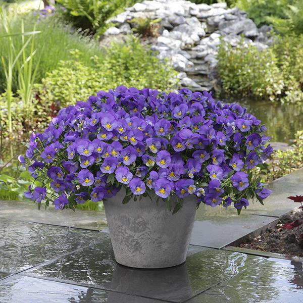 Cool Wave® Blue Skies Container 1