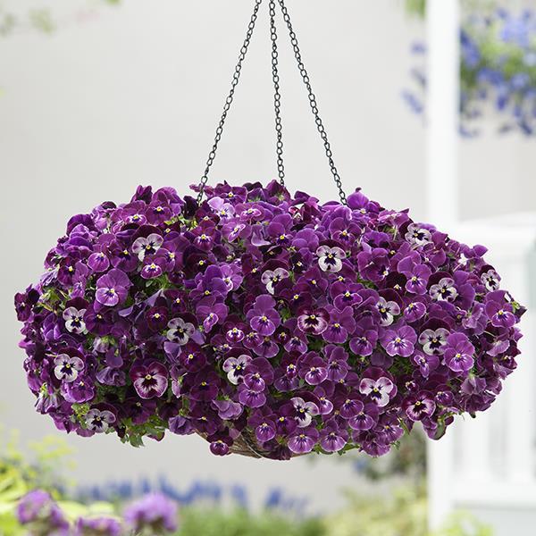 Cool Wave® Raspberry Container 2