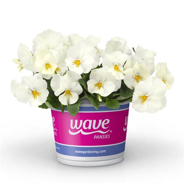 Cool Wave® White Pot