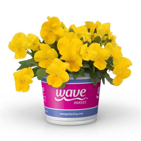 Cool Wave® Golden Yellow Pot