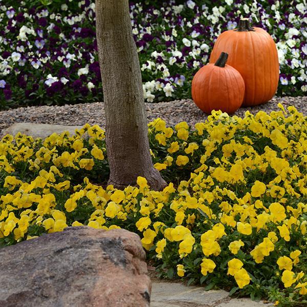 Cool Wave® Golden Yellow Landscape