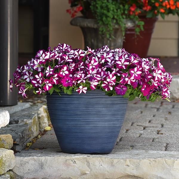 Easy Wave® Burgundy Star Container 1