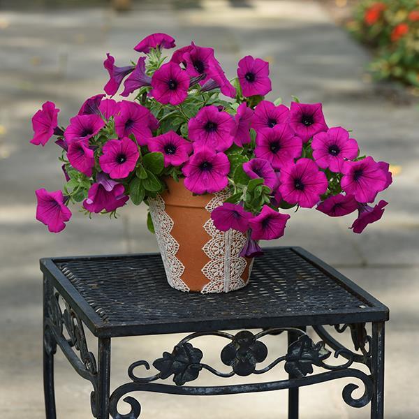Easy Wave® Violet Project