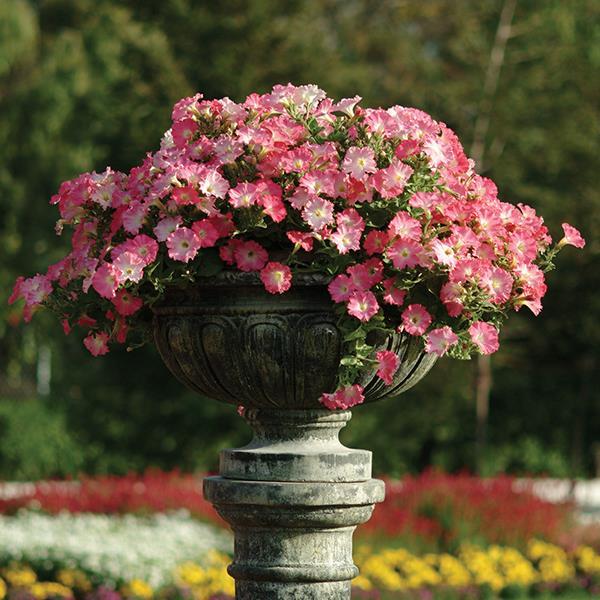Easy Wave® Rosy Dawn Container 1