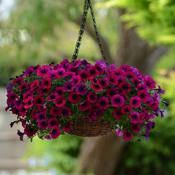 Shock Wave® Deep Purple Container 1