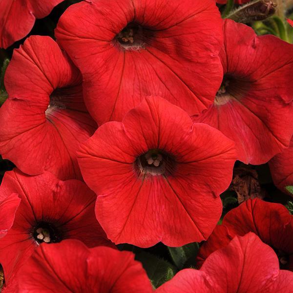 Shock Wave Red