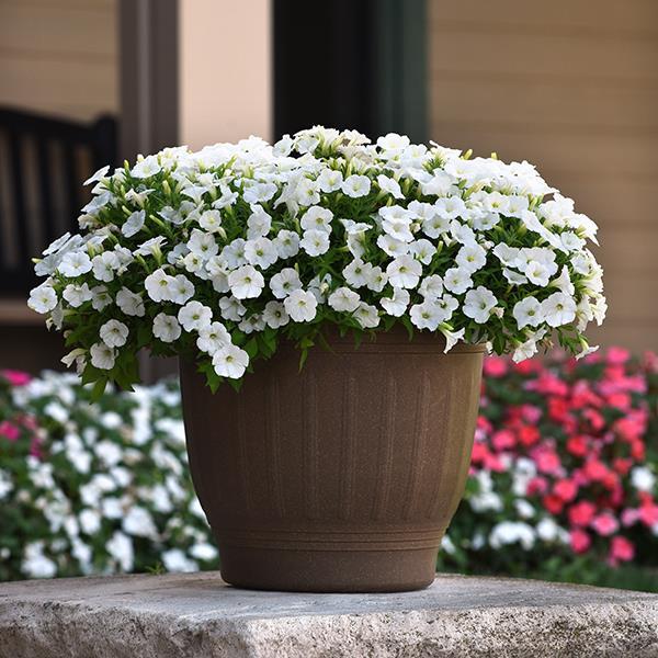 Shock Wave® White Container 1