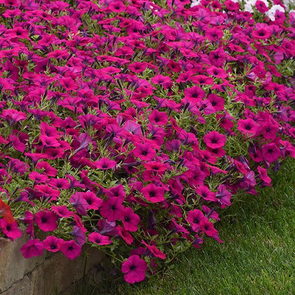 Wave® Purple Classic Landscape