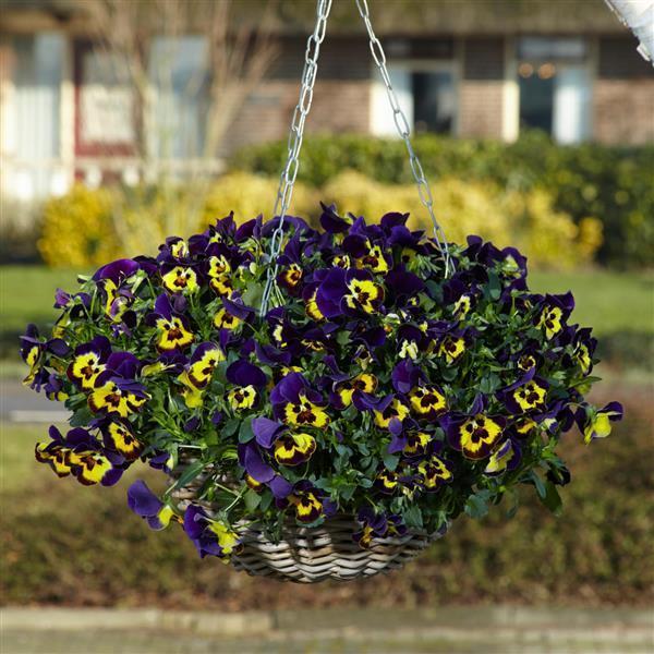 Top Wave® Purple Sunburst Container 1