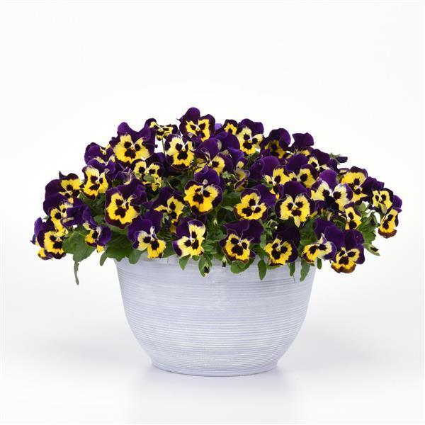 Top Wave® Purple Sunburst Container 2