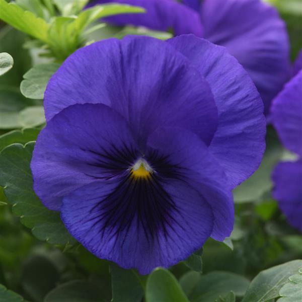 Top Wave Blue Blotch