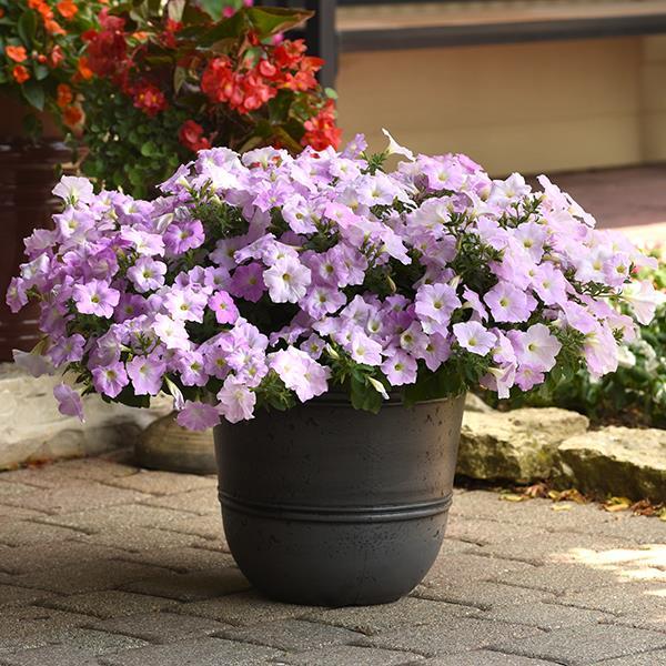Wave® Misty Lilac Container 1