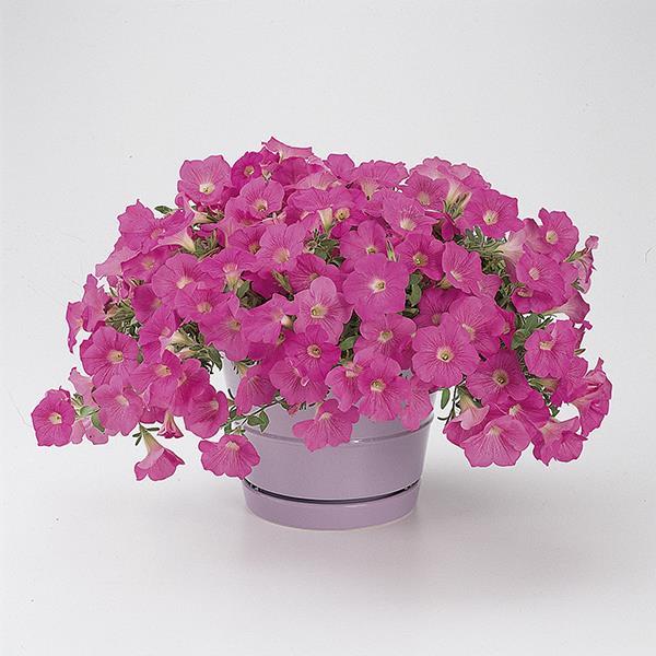 Wave® Pink Container 1