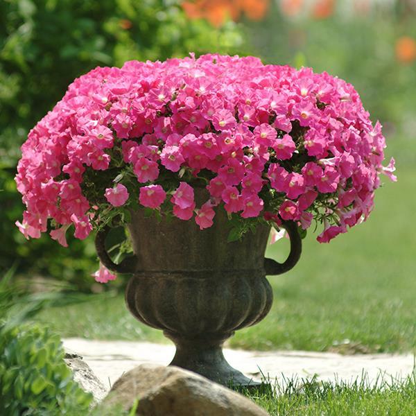 Shock Wave® Rose Container 1