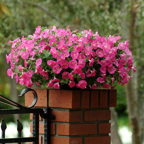 Shock Wave® Rose Container 2