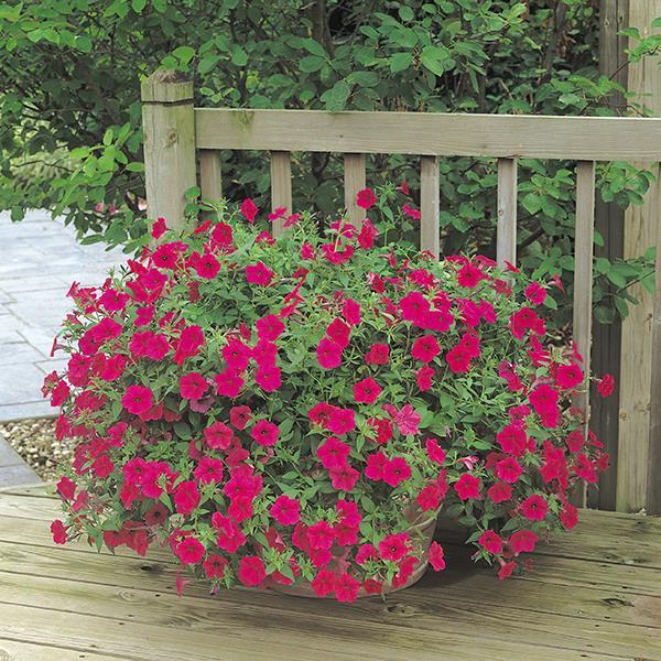 Tidal Wave® Cherry Container 1