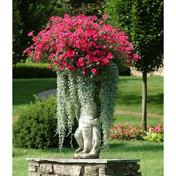 Tidal Wave® Cherry Container 2