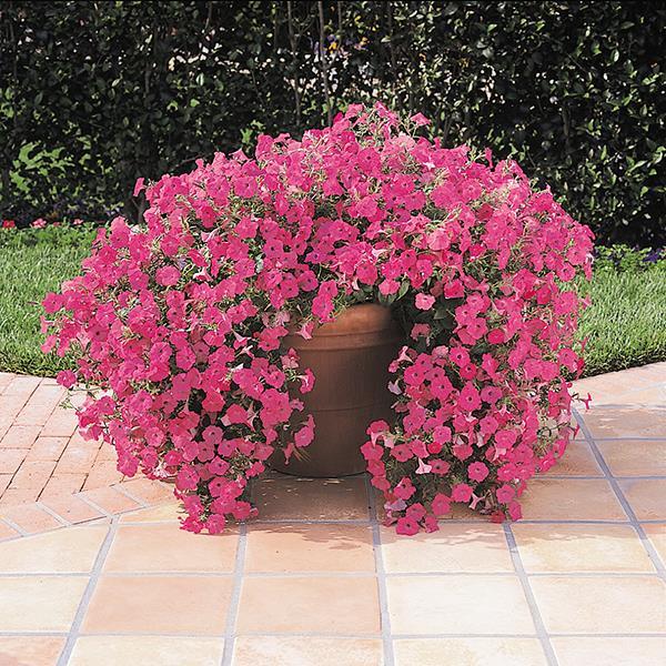Tidal Wave® Hot Pink Container 1
