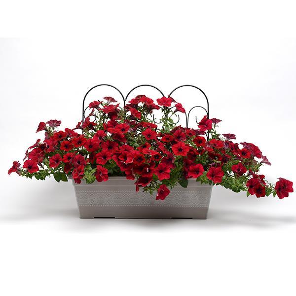 Tidal Wave® Red Velour Container 1