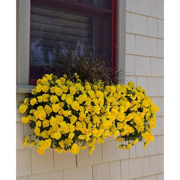 Cool Wave® Golden Yellow Container 1