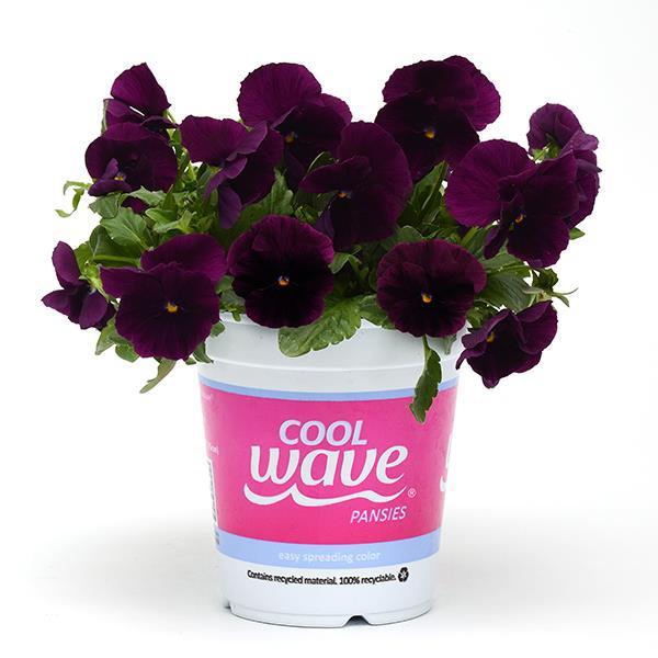 Cool Wave® Purple Pot