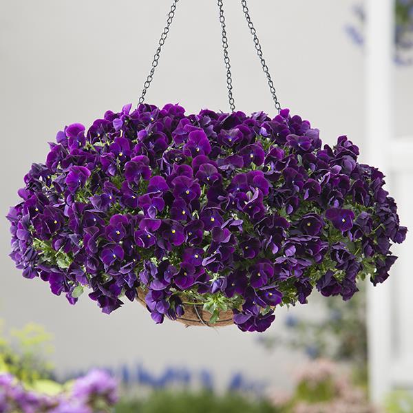 Cool Wave® Purple Container 1