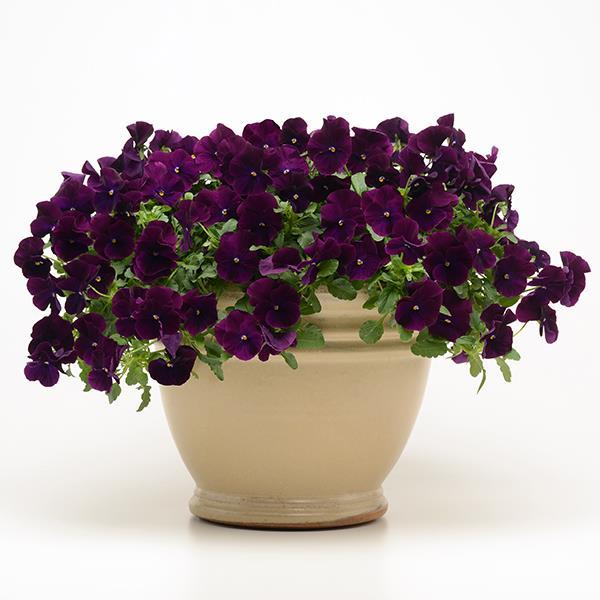Cool Wave® Purple Container 2