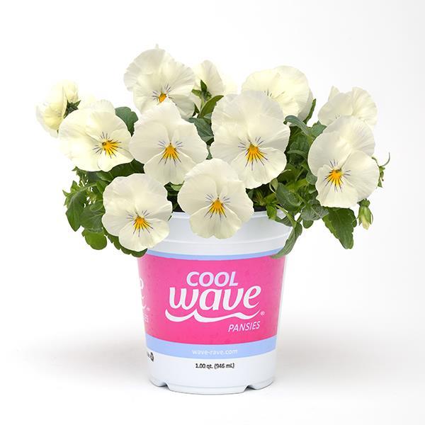 Cool Wave® White Pot