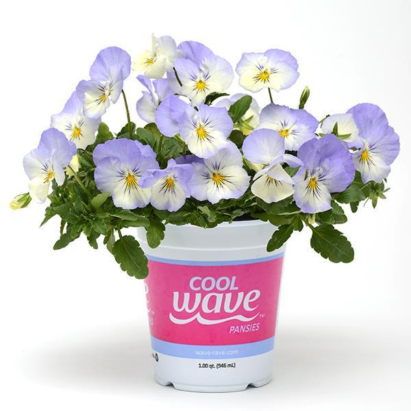 Cool Wave® Frost Pot