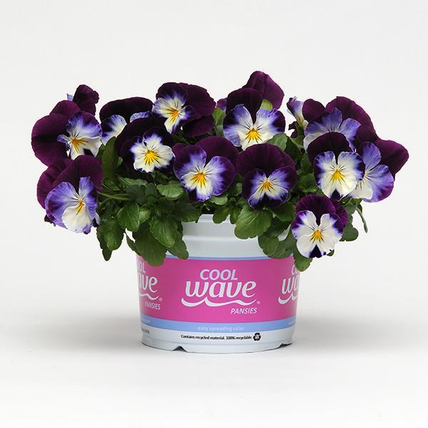 Cool Wave® Violet Wing Pot