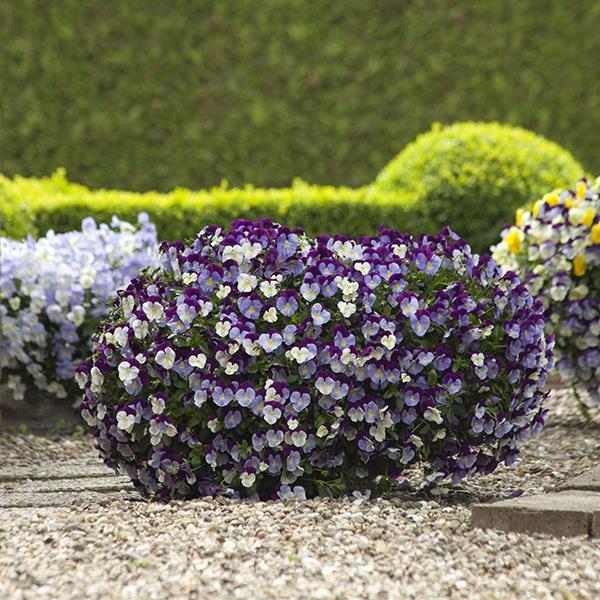 Cool Wave® Violet Wing Container 2